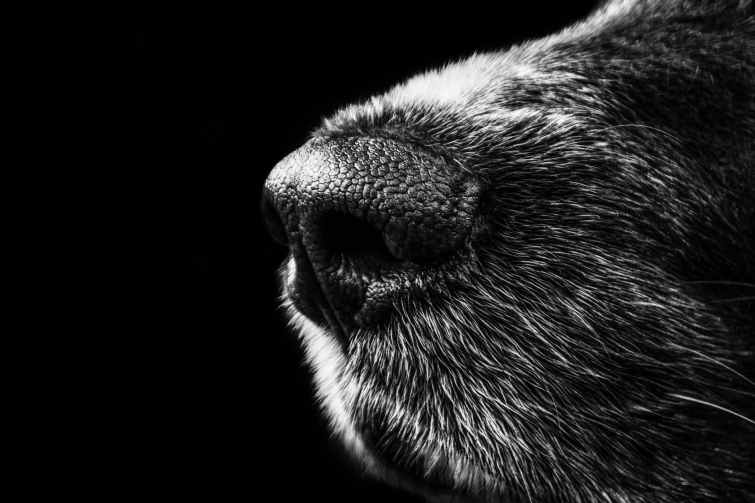 black and white animal dog fur